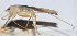  ( - 201508-7D)  @12 [ ] CreativeCommons - Attribution (2010) Zhi-Jun Zhou Centre for Biodiversity Genomics