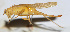  ( - 201508-7H)  @12 [ ] CreativeCommons - Attribution (2010) Zhi-Jun Zhou Centre for Biodiversity Genomics