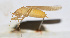  ( - 201508-8C)  @12 [ ] CreativeCommons - Attribution (2010) Zhi-Jun Zhou Centre for Biodiversity Genomics