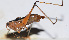  ( - 201508-9D)  @12 [ ] CreativeCommons - Attribution (2010) Zhi-Jun Zhou Centre for Biodiversity Genomics