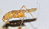  ( - 201509-10F)  @13 [ ] CreativeCommons - Attribution (2010) Zhi-Jun Zhou Centre for Biodiversity Genomics