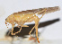  ( - 201509-6D)  @13 [ ] CreativeCommons - Attribution (2010) Zhi-Jun Zhou Centre for Biodiversity Genomics