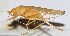  ( - 201509-9F)  @13 [ ] CreativeCommons - Attribution (2010) Zhi-Jun Zhou Centre for Biodiversity Genomics