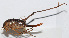  (Diestramimini - 20150914075)  @13 [ ] CreativeCommons - Attribution (2010) Zhi-Jun Zhou Centre for Biodiversity Genomics
