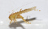  ( - 20150914082)  @12 [ ] CreativeCommons - Attribution (2010) Zhi-Jun Zhou Centre for Biodiversity Genomics