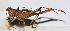  ( - 201510-11B)  @13 [ ] CreativeCommons - Attribution (2010) Zhi-Jun Zhou Centre for Biodiversity Genomics