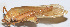  ( - 201510-4E)  @12 [ ] CreativeCommons - Attribution (2010) Zhi-Jun Zhou Centre for Biodiversity Genomics