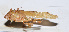  ( - 201510-8A)  @12 [ ] CreativeCommons - Attribution (2010) Zhi-Jun Zhou Centre for Biodiversity Genomics
