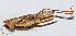  ( - 201511-10G)  @13 [ ] CreativeCommons - Attribution (2010) Zhi-Jun Zhou Centre for Biodiversity Genomics
