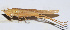  (Euconocephalus pallidus - 201511-12F)  @13 [ ] CreativeCommons - Attribution (2010) Zhi-Jun Zhou Centre for Biodiversity Genomics