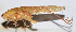  ( - 201511-8B)  @13 [ ] CreativeCommons - Attribution (2010) Zhi-Jun Zhou Centre for Biodiversity Genomics