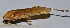  ( - 201512-1E)  @12 [ ] CreativeCommons - Attribution (2010) Zhi-Jun Zhou Centre for Biodiversity Genomics