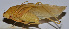  ( - 201512-3G)  @12 [ ] CreativeCommons - Attribution (2010) Zhi-Jun Zhou Centre for Biodiversity Genomics