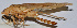  ( - 201512-7B)  @12 [ ] CreativeCommons - Attribution (2010) Zhi-Jun Zhou Centre for Biodiversity Genomics