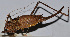  ( - 201512-7C)  @12 [ ] CreativeCommons - Attribution (2010) Zhi-Jun Zhou Centre for Biodiversity Genomics