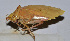  (Orophyllus montanus - 201513-4A)  @13 [ ] CreativeCommons - Attribution (2010) Zhi-Jun Zhou Centre for Biodiversity Genomics