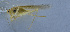  ( - 201601-12E)  @13 [ ] CreativeCommons - Attribution (2010) Zhi-Jun Zhou Centre for Biodiversity Genomics
