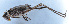  ( - 201601-3H)  @12 [ ] CreativeCommons - Attribution (2010) Zhi-Jun Zhou Centre for Biodiversity Genomics