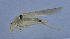  ( - 201601-5A)  @12 [ ] CreativeCommons - Attribution (2010) Zhi-Jun Zhou Centre for Biodiversity Genomics