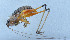  ( - 201602-2H)  @13 [ ] CreativeCommons - Attribution (2010) Zhi-Jun Zhou Centre for Biodiversity Genomics