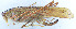  ( - 201603-4F)  @13 [ ] CreativeCommons - Attribution (2010) Zhi-Jun Zhou Centre for Biodiversity Genomics