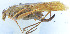  ( - 201603-7F)  @14 [ ] CreativeCommons - Attribution (2010) Zhi-Jun Zhou Centre for Biodiversity Genomics