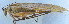  ( - 201603-8F)  @13 [ ] CreativeCommons - Attribution (2010) Zhi-Jun Zhou Centre for Biodiversity Genomics