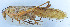  ( - 201603-9F)  @13 [ ] CreativeCommons - Attribution (2010) Zhi-Jun Zhou Centre for Biodiversity Genomics