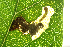  ( - CCDB-46114-H10)  @11 [ ] CC-BY-NC-SA (2024) Steven Whitebread private
