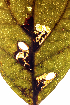  ( - CCDB-46114-H11)  @11 [ ] CC-BY-NC-SA (2024) Steven Whitebread private