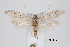  (Calosima melanostriatella - CCDB-46115-E03)  @11 [ ] CC-BY (2023) Steven Whitebread private