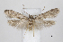  (Hypatopa sagitella - CCDB-46115-H01)  @11 [ ] CC-BY (2023) Steven Whitebread private