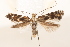 (Parornix spiraeifoliella - CCDB-49959-A04)  @11 [ ] CC-BY-NC (2025) C.S.Eiseman Unspecified
