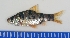  (Desmopuntius rhomboocellatus - RC0154)  @14 [ ] CreativeCommons - Attribution No Derivatives (2011) Rupert A. Collins Bio-Protection Research Centre, PO Box 84, Lincoln University 7647, Canterbury, New Zealand.