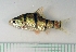  (Desmopuntius pentazona - RC0304)  @14 [ ] CreativeCommons - Attribution No Derivatives (2011) Rupert A. Collins Bio-Protection Research Centre, PO Box 84, Lincoln University 7647, Canterbury, New Zealand.