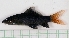  (Epalzeorhynchos bicolor - RC0321)  @13 [ ] CreativeCommons - Attribution No Derivatives (2011) Rupert A. Collins Bio-Protection Research Centre, PO Box 84, Lincoln University 7647, Canterbury, New Zealand.