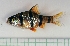  (Desmopuntius cf. hexazona - RC0361)  @14 [ ] CreativeCommons - Attribution No Derivatives (2011) Rupert A. Collins Bio-Protection Research Centre, PO Box 84, Lincoln University 7647, Canterbury, New Zealand.