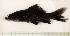 (Labeo chrysophekadion - RC0369)  @13 [ ] CreativeCommons - Attribution No Derivatives (2011) Rupert A. Collins Bio-Protection Research Centre, PO Box 84, Lincoln University 7647, Canterbury, New Zealand.