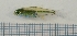  (Microdevario kubotai - RC0492)  @14 [ ] CreativeCommons - Attribution No Derivatives (2011) Rupert A. Collins Bio-Protection Research Centre, PO Box 84, Lincoln University 7647, Canterbury, New Zealand.