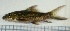  (Labeo cyclorhynchus - RC0506)  @13 [ ] CreativeCommons - Attribution No Derivatives (2011) Rupert A. Collins Bio-Protection Research Centre, PO Box 84, Lincoln University 7647, Canterbury, New Zealand.
