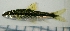  (Crossocheilus cf. atrilimes - RC0521)  @14 [ ] CreativeCommons - Attribution No Derivatives (2011) Rupert A. Collins Bio-Protection Research Centre, PO Box 84, Lincoln University 7647, Canterbury, New Zealand.