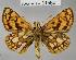  (Carterocephalus skada - CSG21564 NE BC)  @13 [ ] Unspecified (default): All Rights Reserved  Unspecified Unspecified