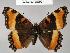  (Aglais milberti - CSG22789 C BC)  @14 [ ] Unspecified (default): All Rights Reserved  Unspecified Unspecified