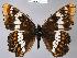  (Limenitis lorquini - CSG22925 OK BC)  @14 [ ] Unspecified (default): All Rights Reserved  Unspecified Unspecified
