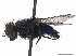  ( - BIOUG52777-G10)  @11 [ ] CreativeCommons - Attribution (2020) CBG Photography Group Centre for Biodiversity Genomics