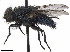  ( - BIOUG52777-H11)  @11 [ ] CreativeCommons - Attribution (2020) CBG Photography Group Centre for Biodiversity Genomics