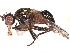 ( - BIOUG85238-D08)  @11 [ ] CreativeCommons - Attribution (2022) CBG Photography Group Centre for Biodiversity Genomics