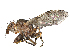 ( - CBG-A16468-H02)  @11 [ ] CreativeCommons - Attribution (2023) CBG Photography Group Centre for Biodiversity Genomics