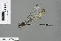  (Devadatta clavicauda - RMNH.INS.501031)  @13 [ ] CreativeCommons - Attribution Non-Commercial Share-Alike (2013) Unspecified Naturalis Biodiversity Center
