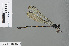  (Devadatta somoh - RMNH.INS.501042)  @13 [ ] CreativeCommons - Attribution Non-Commercial Share-Alike (2013) Unspecified Naturalis Biodiversity Center